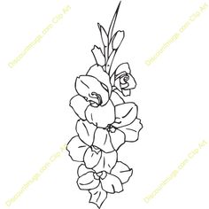 236x236 Gladiolus Drawing