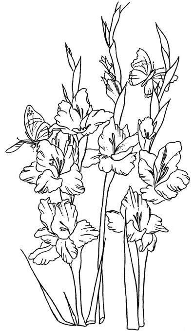 398x680 Clip Art Of Gladiolus Flowers Done In Black And White Line