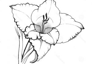 300x210 Drawing Gladiolus Flower