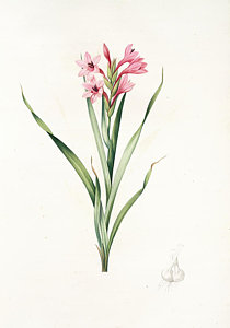 210x300 Gladiolus Laccatus, Coloeur De Laque Drawing By Artokoloro