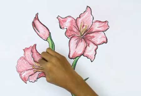 450x305 How To Draw A Gladiolus