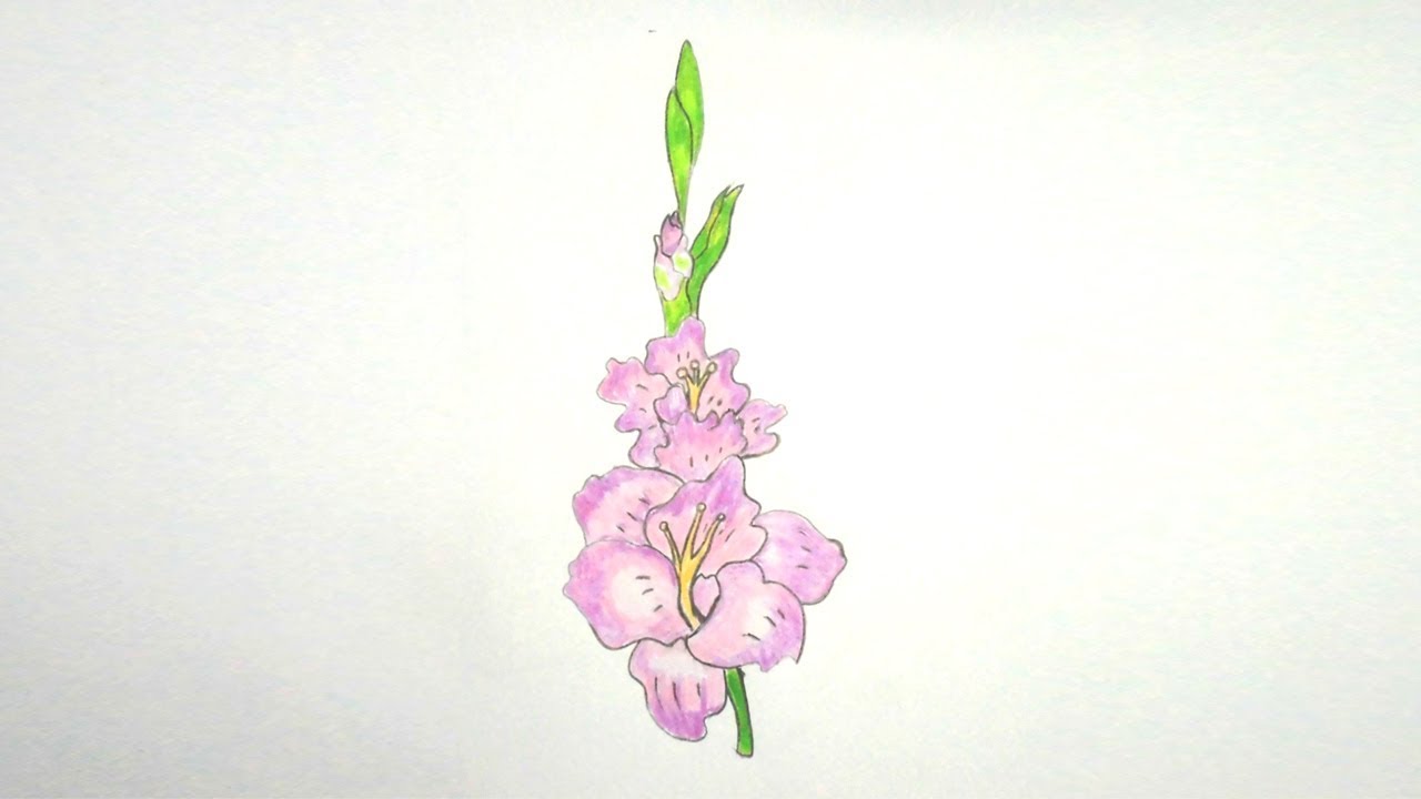 1280x720 How To Draw Gladiolus Flower Step By Step Very Easy