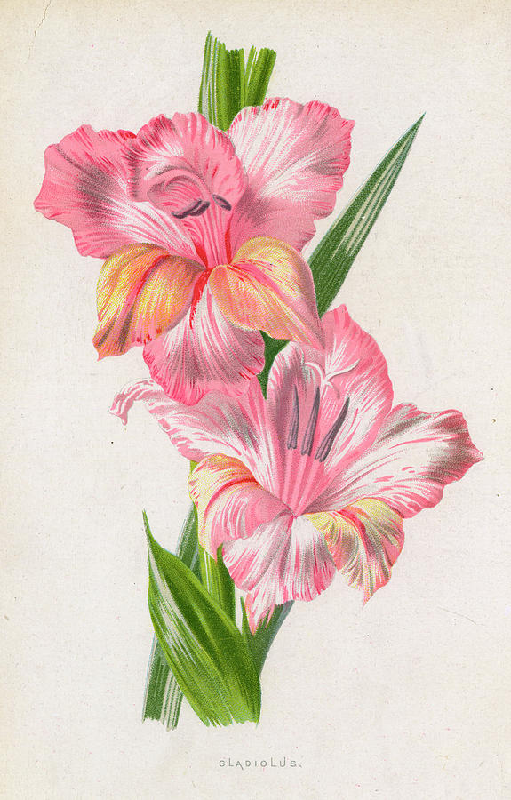 575x900 Pale Pink Gladiolus Drawing By Mary Evans Picture Library