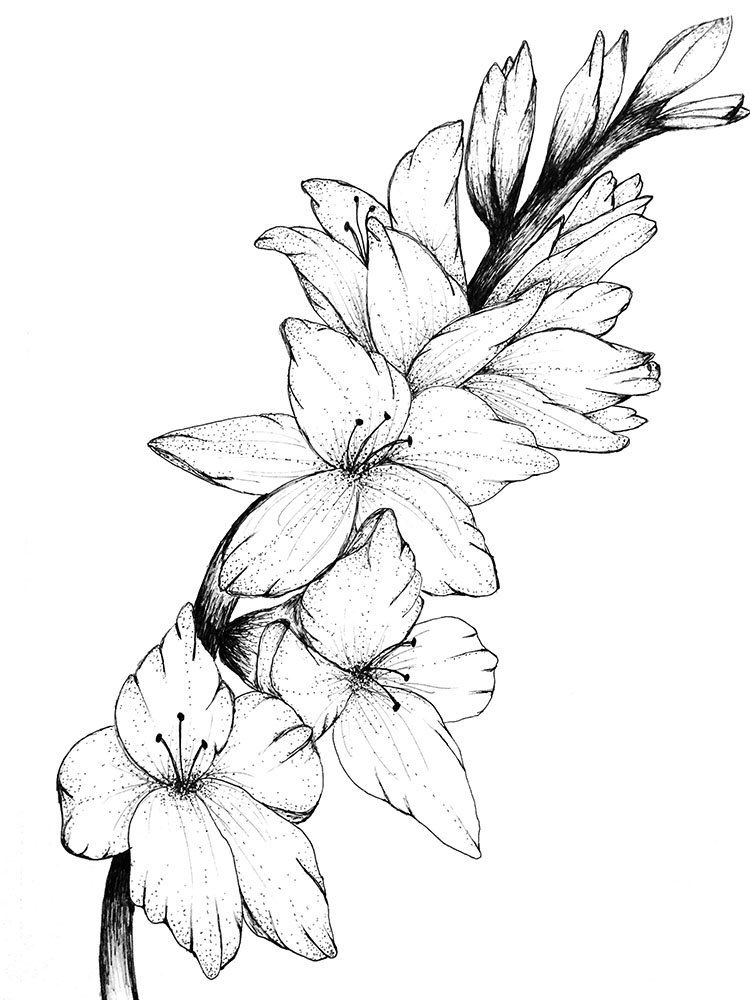 750x1000 Gladiolus Floral Print Of Original Drawing By Inspiredinspirit