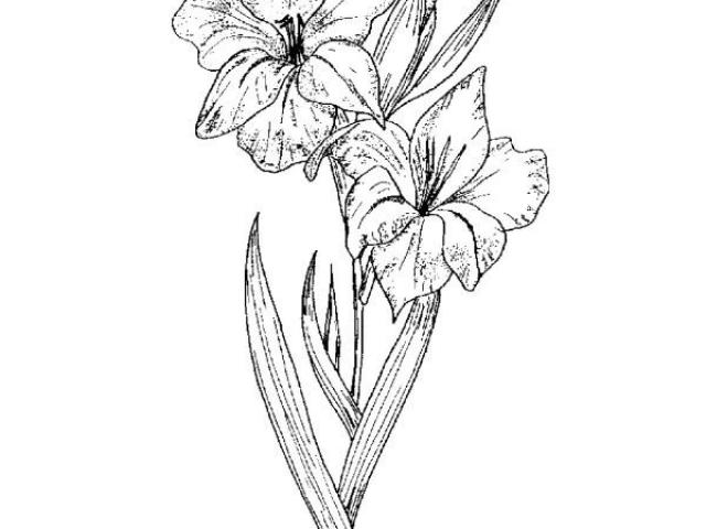 640x480 Gladiolus Clipart Single