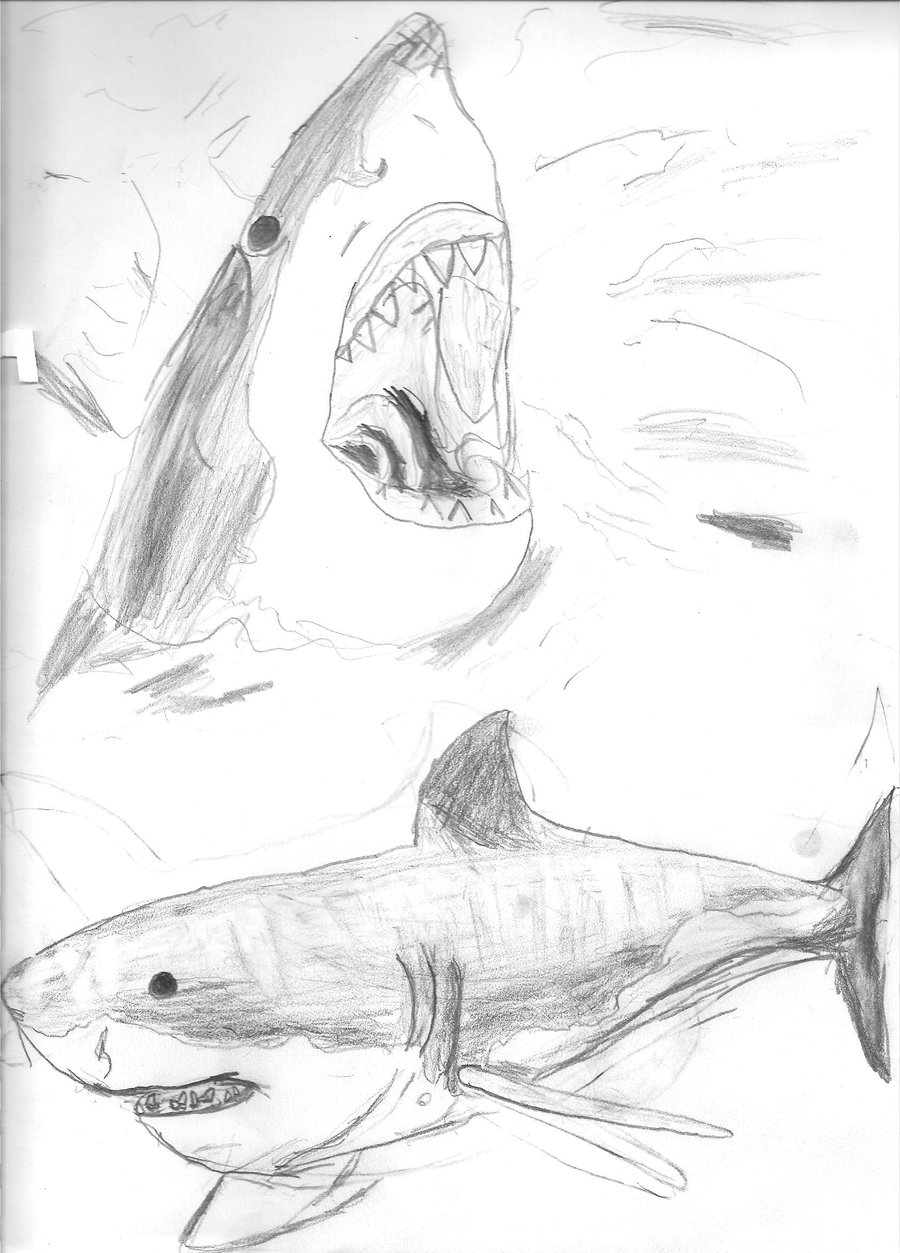900x1253 Great White Shark Sketches By Art By Sammy
