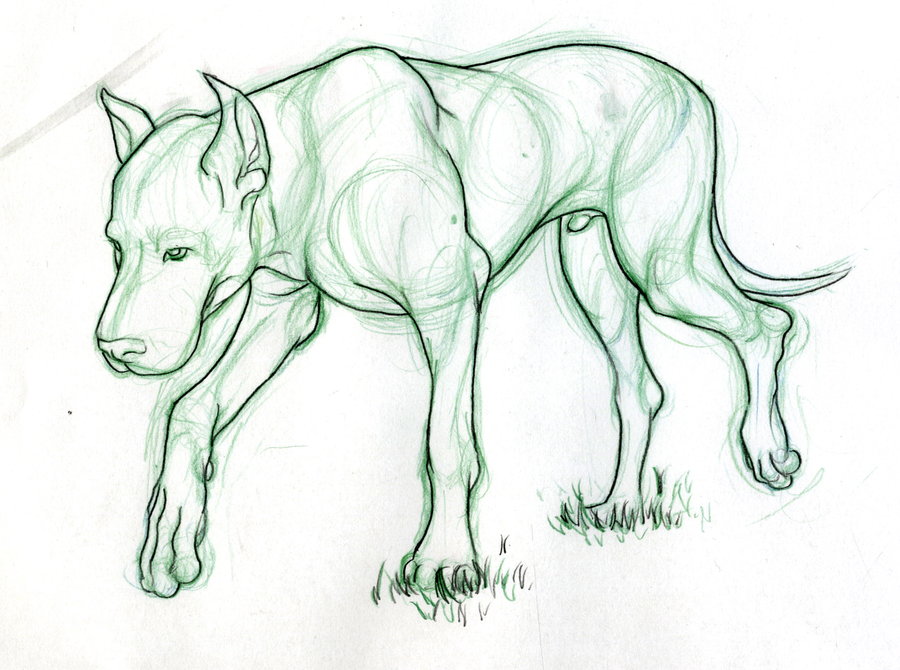 900x670 Gallery Really Good Drawings Of Animals