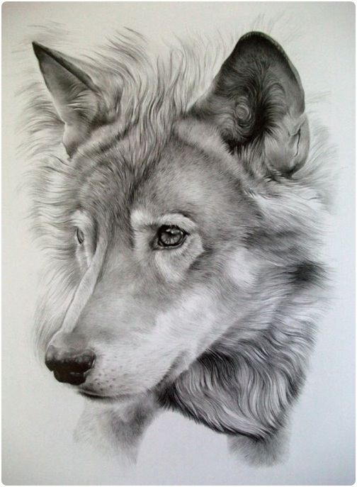504x687 Pictures Animals Pencil Drawing,