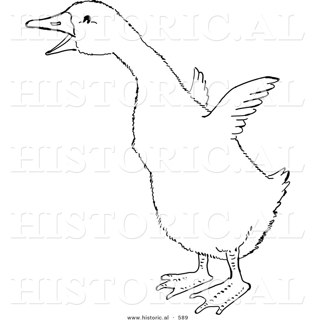 1024x1044 Historical Vector Illustration Of A Gosling Trying To Fly