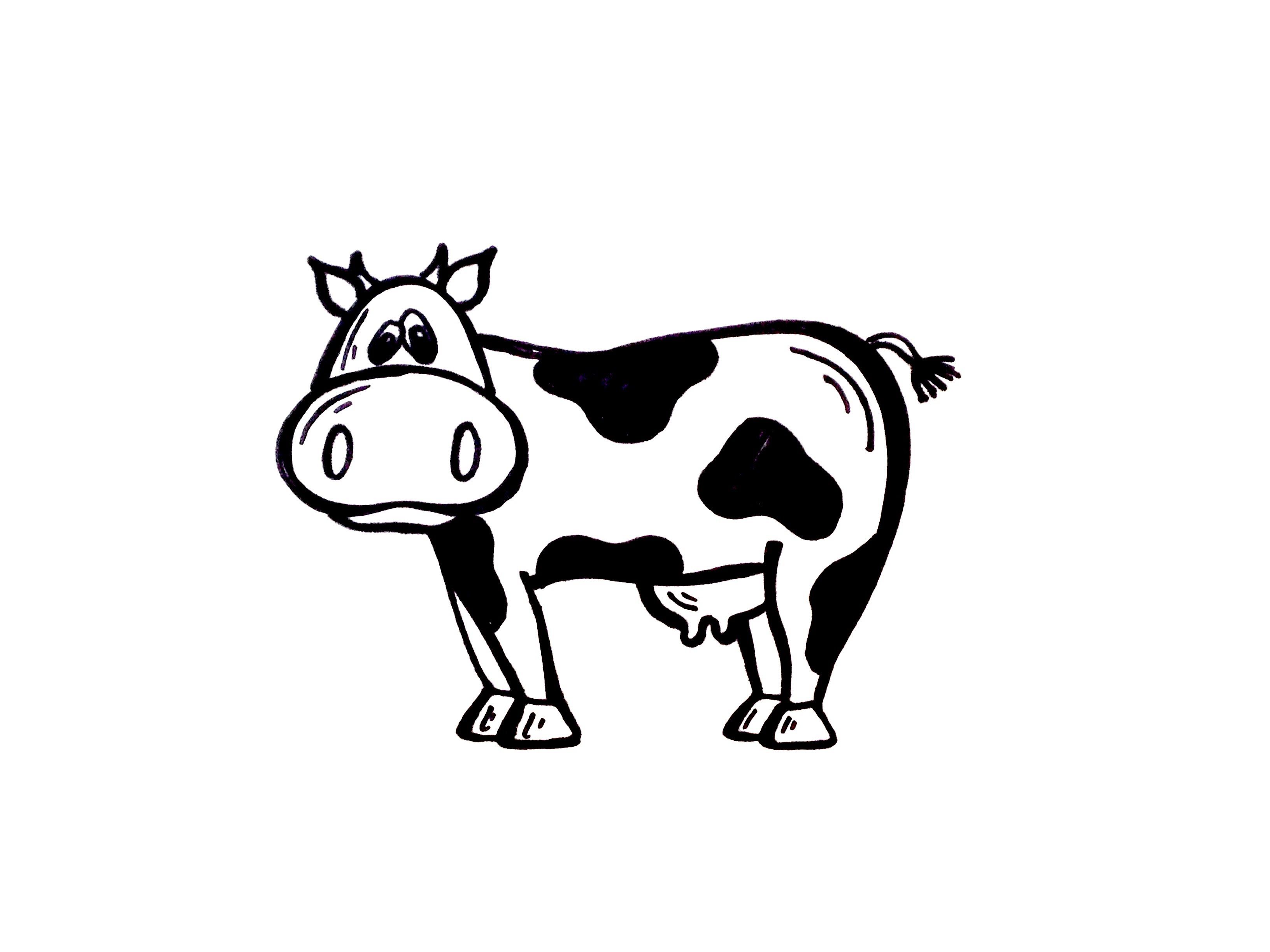 3264x2448 Drawing Lesson How To Draw A Cow. Grab Paper A Marker