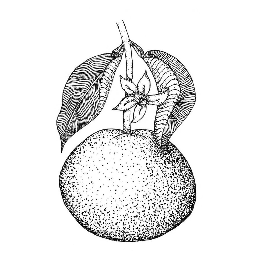 894x894 Grapefruit By Megs Lang