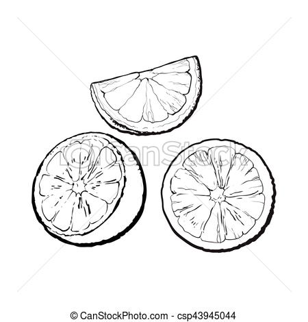 450x470 Set Of Hand Drawn Orange Half, Slice And Segment. Set Of Realistic