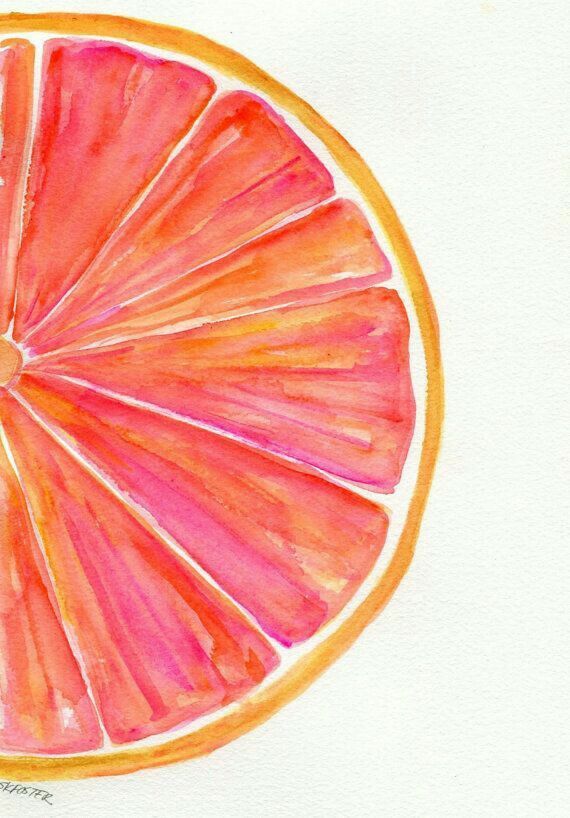 570x818 Grapefruit Orange Drawing Drawing And Watercolor