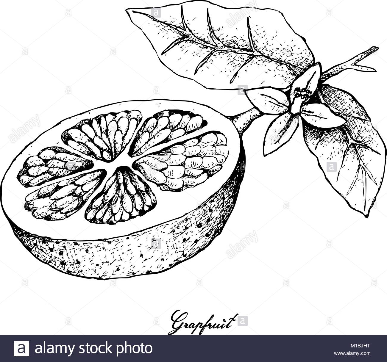 1300x1217 Fruit, Illustration Hand Drawn Sketch Of Grapefruit Fruit Isolated