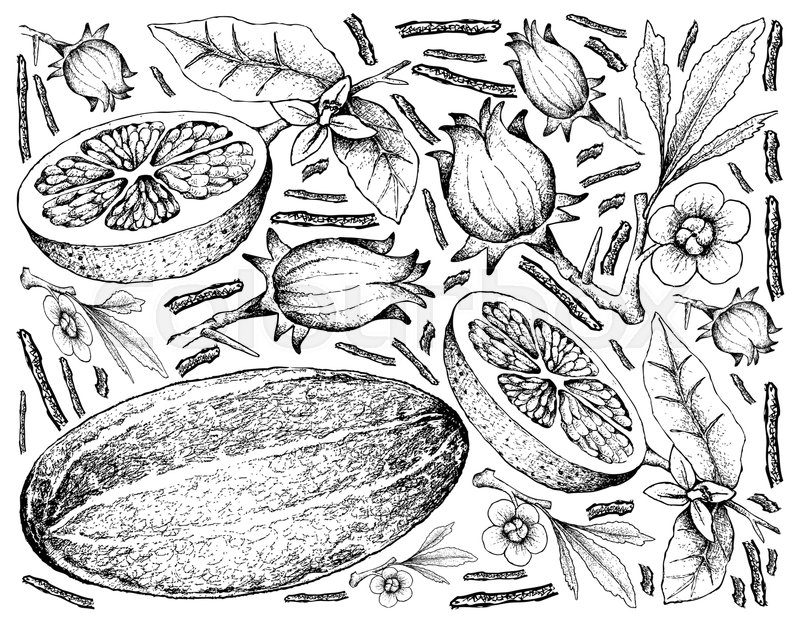 800x622 Fruit, Illustration Hand Drawn Sketch Of Thai Muskmelon, Roselle