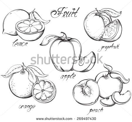 450x414 Fruit Set. Apple, Lemon, Grapefruit, Orange And Peach. Vector Hand