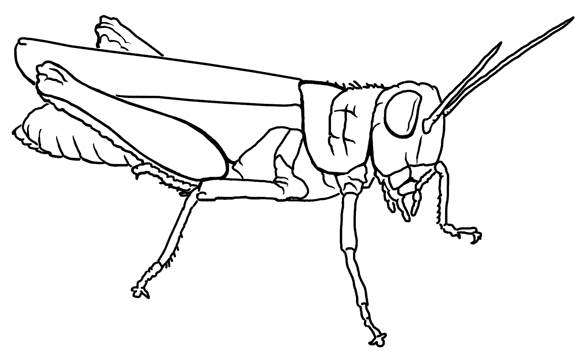 576x360 Grasshopper Coloring Page Printable Coloring Pages
