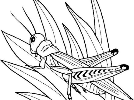 440x330 26 Grasshopper Coloring Page, Grasshopper Coloring Pages To Print