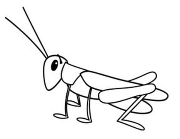 600x465 Grasshopper Coloring Page Grasshopper Drawing Tiny Coloring Page