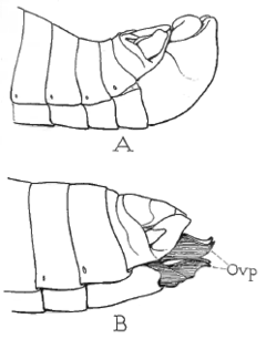 240x306 Insects, Their Ways And Means Of Livingchapter I