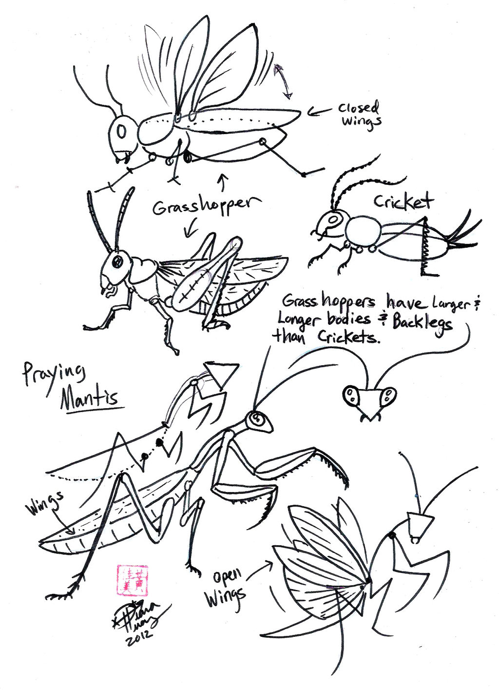 1024x1415 Draw Grasshopper, Cricket And Praying Mantis By Diana Huang