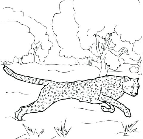 480x468 Grass Coloring Pages Coloring Pages Of Trees And Grass Frog