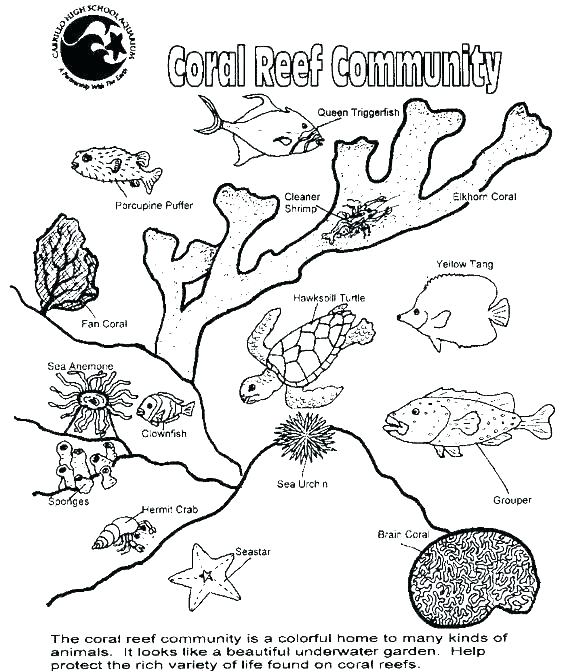 564x672 Coral Reef Coloring Page Coloring Great Barrier Reef Coloring