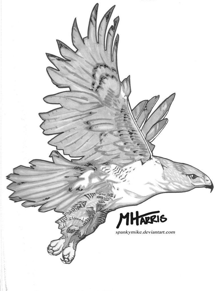 784x1018 Eagle Grayscale By Mikeharrisdesign