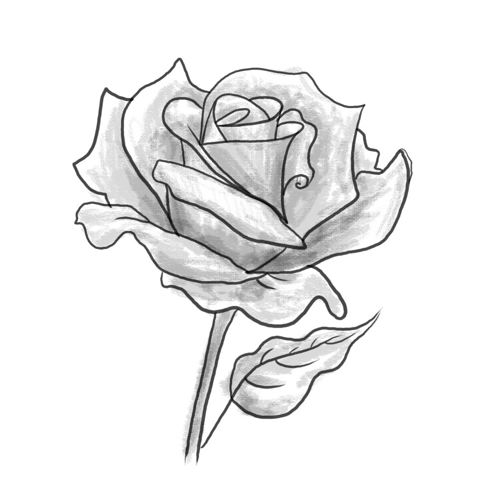 960x960 Black And Grey Rose Drawing