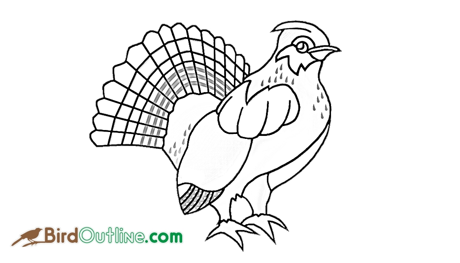934x534 Grouse Bird Outline @