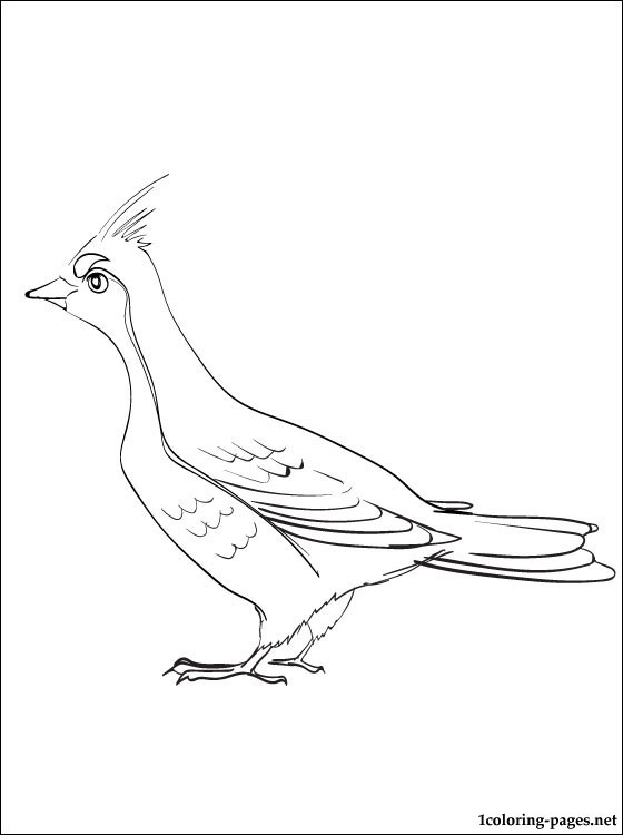 560x750 Grouse Coloring Page For Kids Coloring Pages