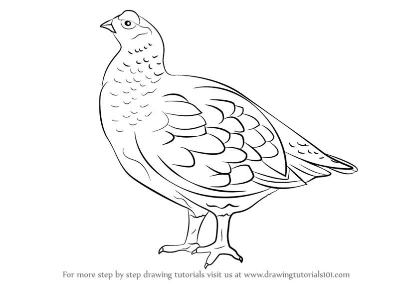 800x565 Learn How To Draw A Red Grouse (Birds) Step By Step Drawing