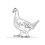 150x150 Learn How To Draw A Sharp Tailed Grouse (Birds) Step By Step