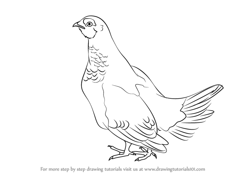 800x566 Learn How To Draw A Spruce Grouse (Birds) Step By Step Drawing