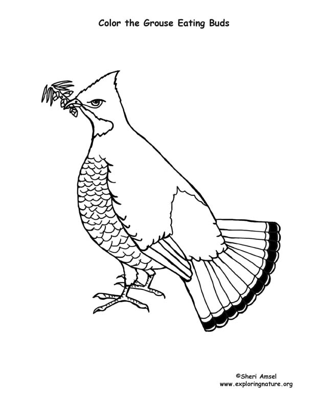 612x792 Miraculous Ruffed Grouse Coloring Chicken Feet