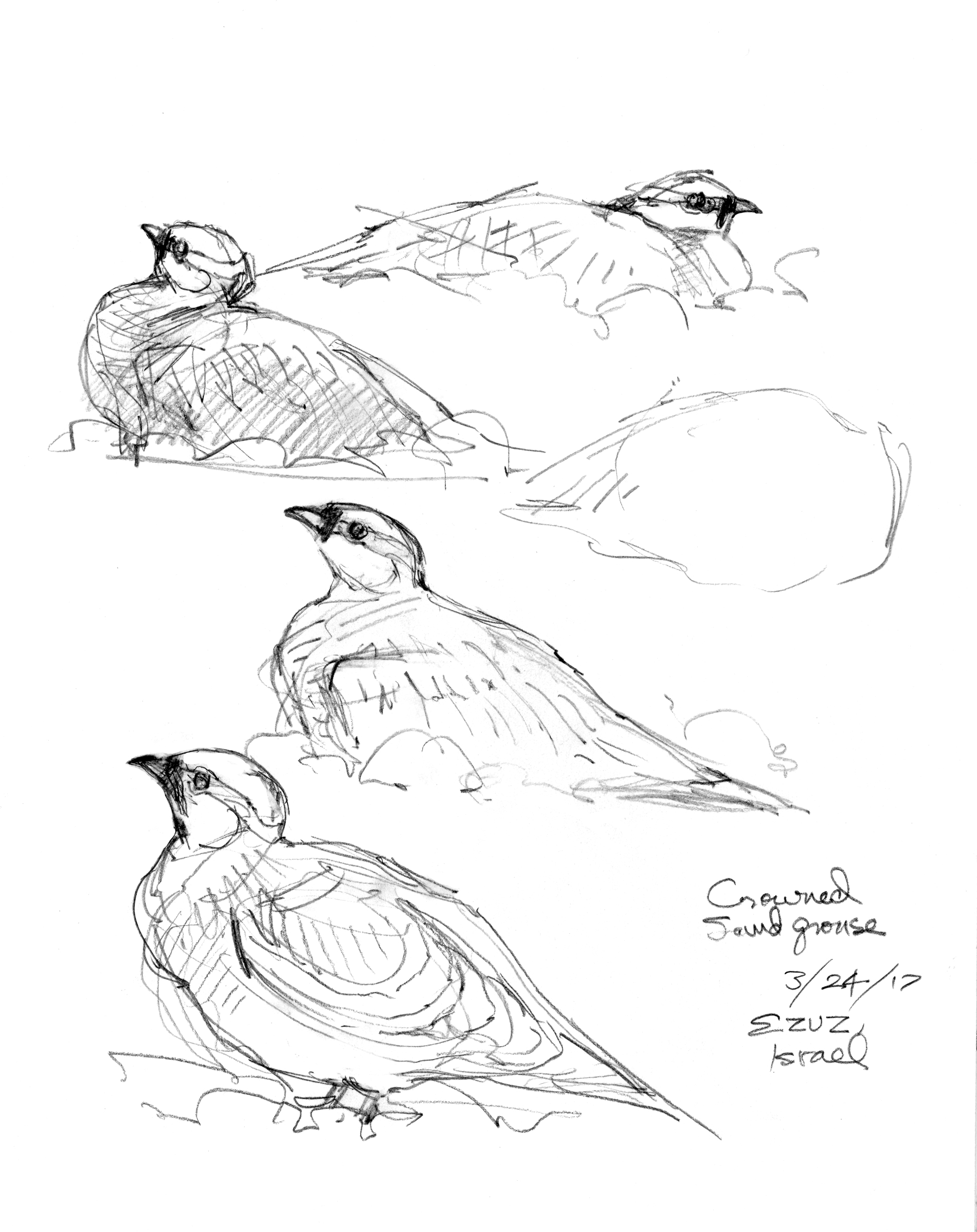 1904x2400 The Dead Sea Project Drawing The Motmot