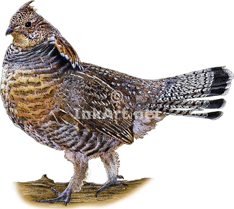 800x715 Ruffed Grouse By Rogerdhall
