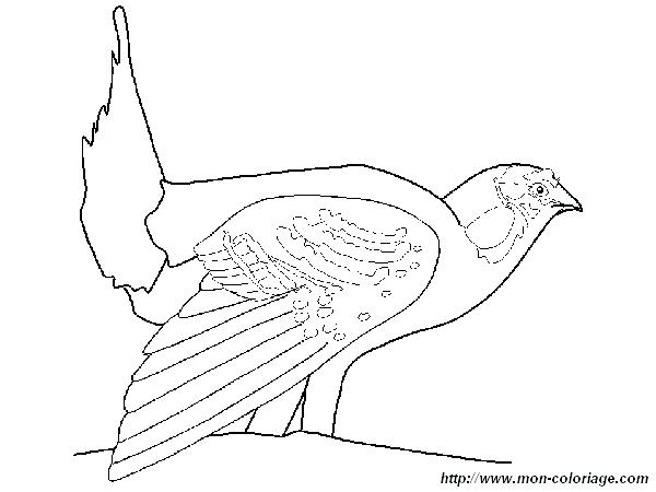 600x450 Grouse Animal Coloring Pages Animals Coloring Pages Printable