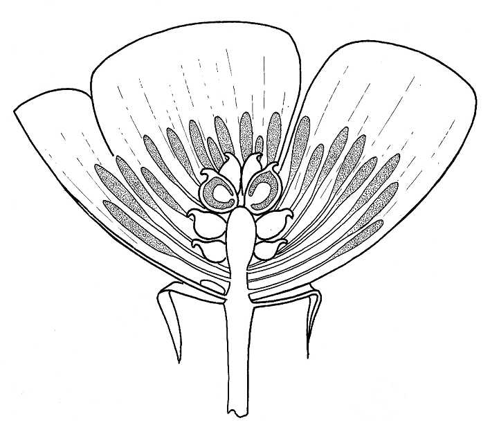 708x614 Buttercup Half Flower Biological Drawing. Resources For Biology
