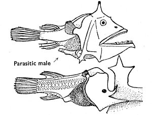 300x226 Ocean Fish Drawings