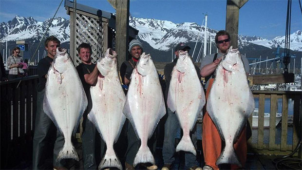 620x349 Seward Alaska Halibut Fishing Charter Saltwater Safari Company