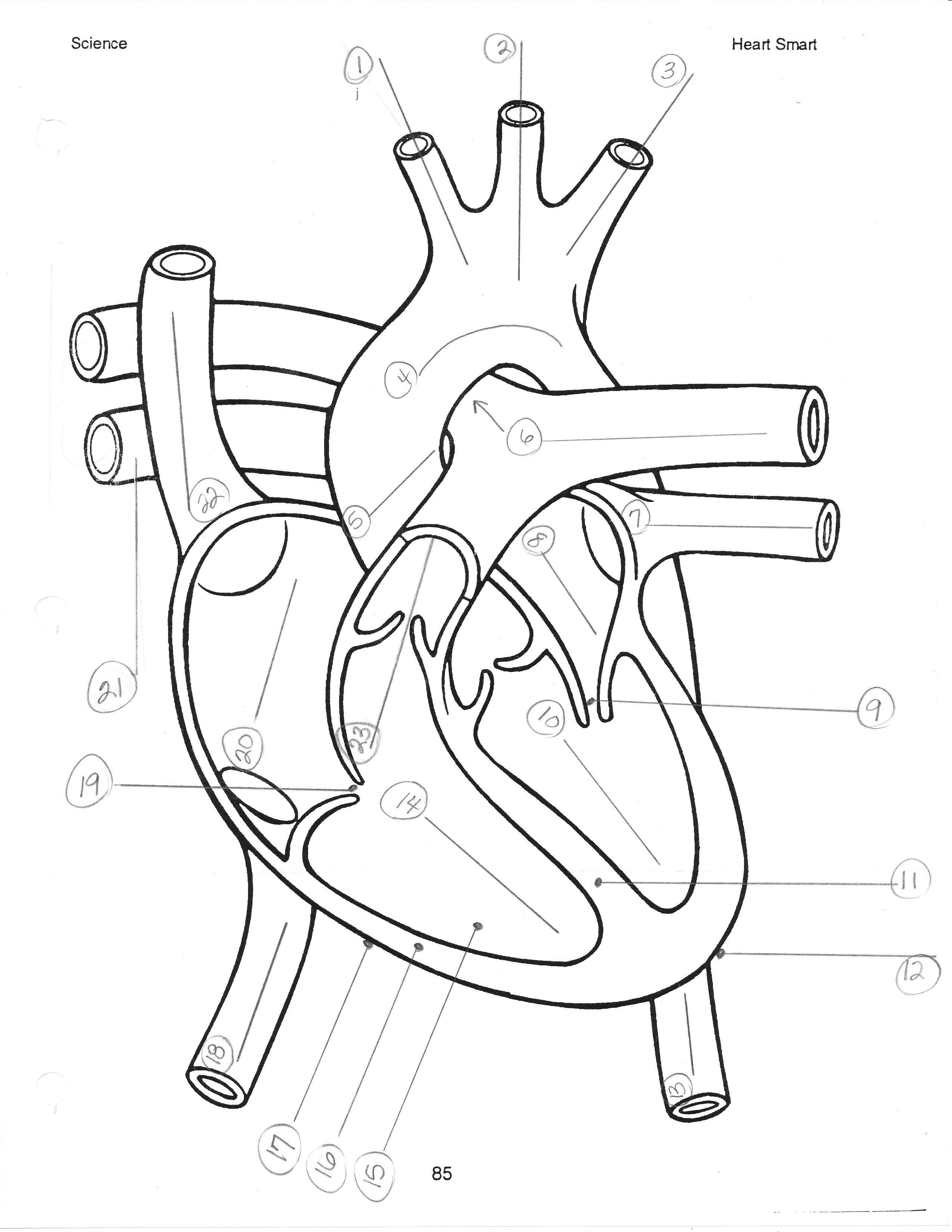 2549x3299 Simple Drawings Of The Human Heart With A Descrption