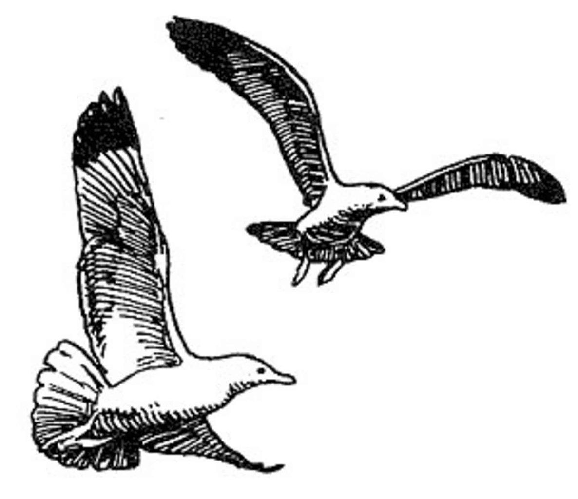 1186x1024 Fileherring Gull Line Drawing Art.jpg