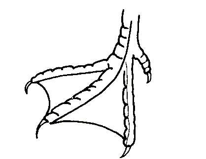 418x324 Biological Drawings. Bird Feet. Herring Gull. Birds