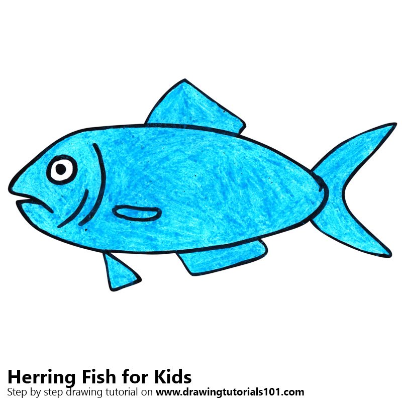 800x800 Learn How To Draw A Herring Fish For Kids (Animals For Kids) Step