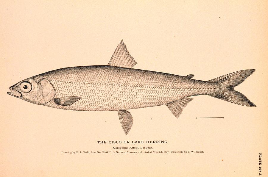 900x595 The Cisco Or Lake Herring Drawing By Brian Long