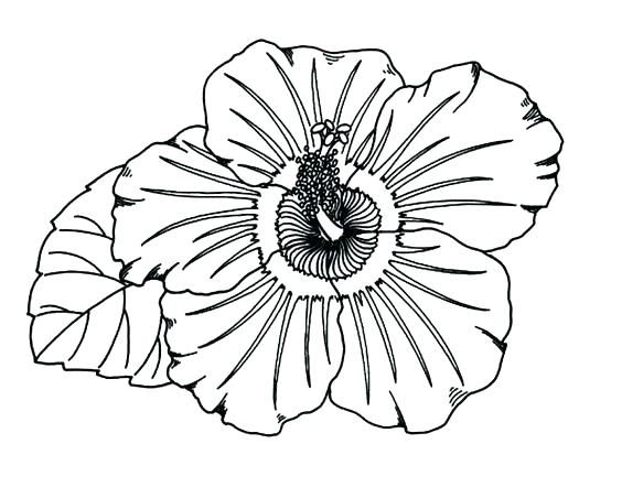 564x452 Hibiscus Coloring Page Hibiscus Flower Coloring Pages Hibiscus