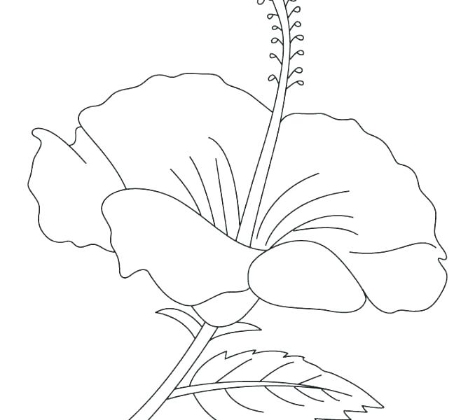 678x600 Hibiscus Flower Coloring Pages Hibiscus Coloring Pages Hibiscus