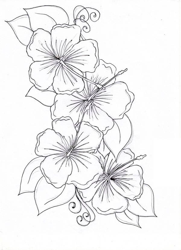 600x826 Hibiscus Flower Drawing Best 25 Hibiscus Flower Drawing Ideas