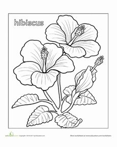 230x289 Hibiscus Flower Drawings